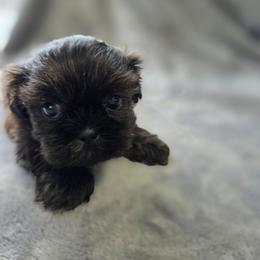 Rocky - Chocolate and tan male Shih Tzu puppy in Ronda, North Carolina from Willow River