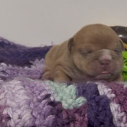 Chicolate Spot - Chocolate tri-color female Bulldog puppy in Alexandria, Virginia from Stacey D’s Bulldogs