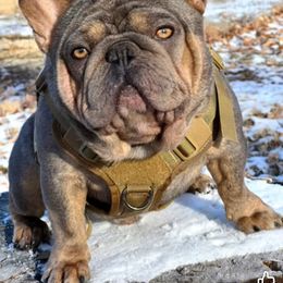 Tibby - French Bulldog