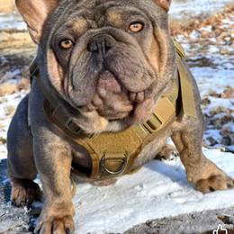Tibby - French Bulldog