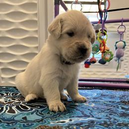 Grey Collar - Light golden female Golden Retriever puppy in Ingleside, Texas from Sweetbay Goldens