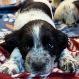 Roxy - Black and white female English Springer Spaniel puppy in Coxs Creek, Kentucky from Bluegrass Bend English Springer Spaniels