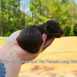 Brookie - Chocolate and tan female Dachshund puppy in Quitman, Mississippi from S-and-A Kennels