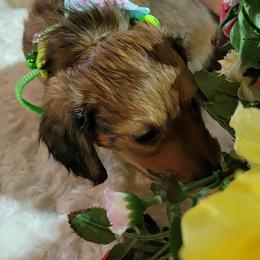 Dachshund Puppies from CLARK'S BREEDING PROGRAM