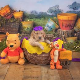 Stelline - Golden female Golden Retriever puppy in Sierra Vista, Arizona from Golden Borealis