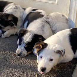 Companion Crosses from Australian Cattle Dog Mix