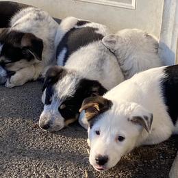 Companion Crosses from Australian Cattle Dog Mix