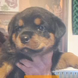 Girl 4 - Black and mahogany female Rottweiler puppy in De Witt, Iowa from Irish Eyes Kennels