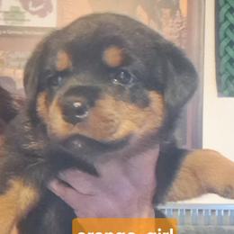 Girl 4 - Black and mahogany female Rottweiler puppy in De Witt, Iowa from Irish Eyes Kennels