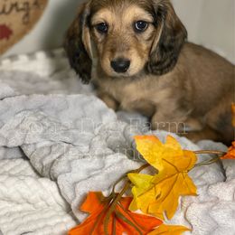 Dachshund Puppies from Long Dog Farm