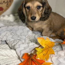 Dachshund Puppies from Long Dog Farm