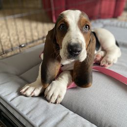 Basset Hound All Grown Up from Farm Town Hounds