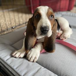 Basset Hound All Grown Up from Farm Town Hounds