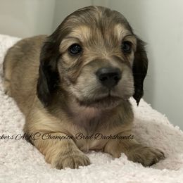 Dachshund Puppies from Sugarbakers Kennel
