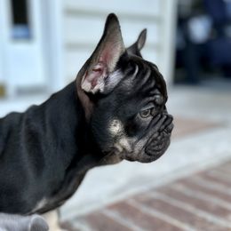 French Bulldog Puppies from Small Batch Frenchies