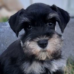 Lola AKC Imported Champion Lines - Black and silver female Miniature Schnauzer puppy in Saratoga Springs, Utah from Happy Beard Schnauzers