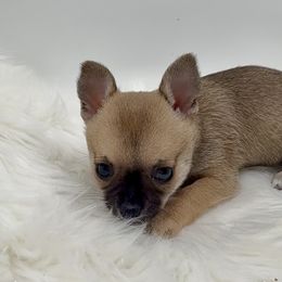 Leilani - Black sabled fawn female Chihuahua puppy in Simpsonville, South Carolina from N&T's Chihuahuas