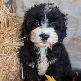 Kali - Black and white female Cockapoo puppy in Salt Lake City, Utah from Utah Cocker Spaniels