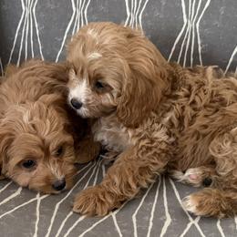 Cavapoos, Maltese, and Maltipoos from Historic triangle doodles