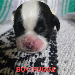 Pudge - Black and white male Shih Tzu puppy in Forney, Texas from Nique's Shih Tzus