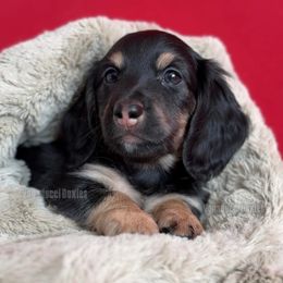Tony Soprano - Black and cream male Dachshund puppy in Chandler, Arizona from Vonaducci Doxies, LLC.