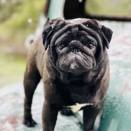 Wizard - Pug