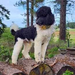 Flash - Poodle