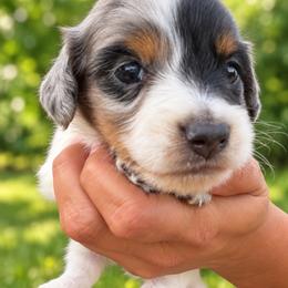 Hermine - Dapple female Dachshund puppy in Jarales, New Mexico from Poker Paws Dachshunds