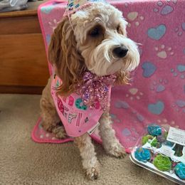 Cockapoo and Goldendoodle All Grown Up from Meghan McKay