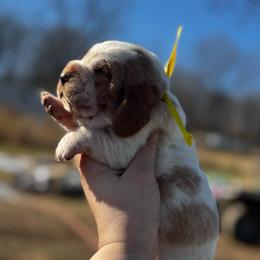 Yellow boy - Red and white male Basset Hound puppy in Conway, Missouri from Ozark Mountain Kennel