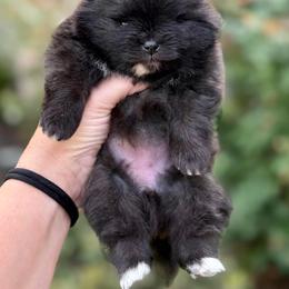URSULA - Black female Pomeranian puppy in Willis, Texas from Treasured Jewels Pomeranians