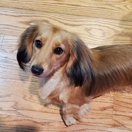 Gussie - Dachshund