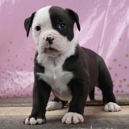5 - female Alapaha Blue Blood Bulldog puppy in Grafton, Ohio from Eclipse Alapaha Kennels