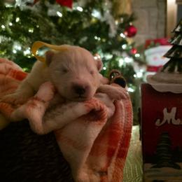 Yellow - White female Samoyed puppy in San Antonio, Texas from Hill Country Samoyeds