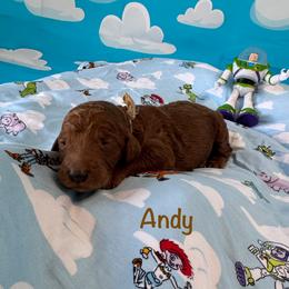 Andy - Red  male Poodle puppy in Houston, Texas from McEnery Standard Poodles
