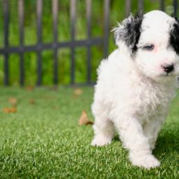 Havapoo and Pomsky Puppies from Pearl of the Orient Seas