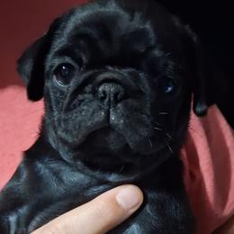 Solid Black Girl 1 with BLUE EYES - Black female Pug puppy in Gadsden, Alabama from Carla's Pugs