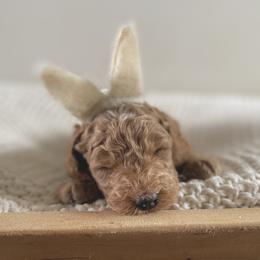 Bernedoodle, Goldendoodle, and Poodle Puppies from Central Valley Canine Companions
