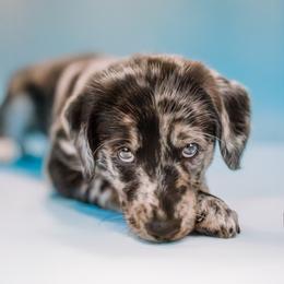 Aussiedoodle and Labradoodle Puppies from Doodles on Duty