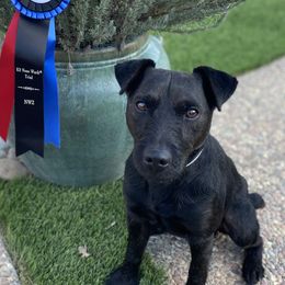 Mack - Patterdale Terrier