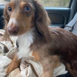 Pumpkin - Dachshund
