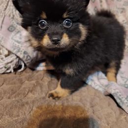 Black n Tan Boy - Black and tan parti male Pomeranian puppy in Newport News, Virginia from Itty bitty friends