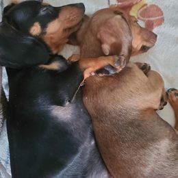 Dachshund All Grown Up from Crouchs Kennels & Rescue