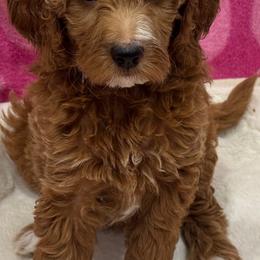 Ariel - Red  female Goldendoodle puppy in Maricopa, Arizona from AZ Designer Goldendoodles