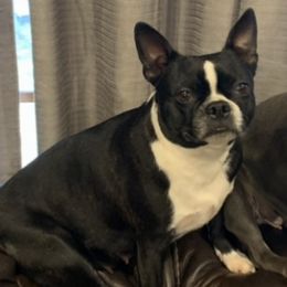 Molly - Boston Terrier