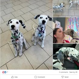 Dalmatian Puppies from Lone Star Dalmatians