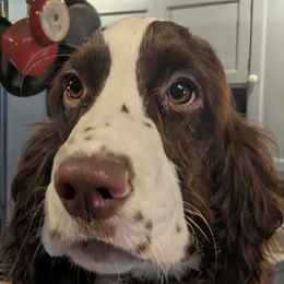 Pretty girl - Liver and white female English Springer Spaniel puppy in Pottsville, Pennsylvania from Shogun Spaniels