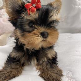 Girl - Black and gold female Yorkshire Terrier puppy in Seattle, Washington from 🎀 Yorkies Boutique Babydolls 🎀