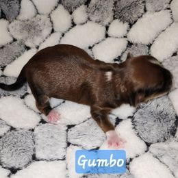 Gumbo - Red male Havanese puppy in Spokane, Alabama from Havanese Cuban Cuties