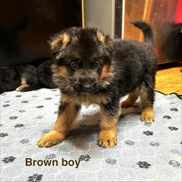 Boy 4 - Black and red male German Shepherd puppy in Puyallup, Washington from Majestic Royal German Shepherd’s